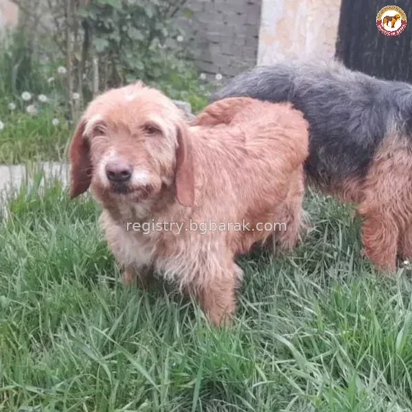 Рижка
