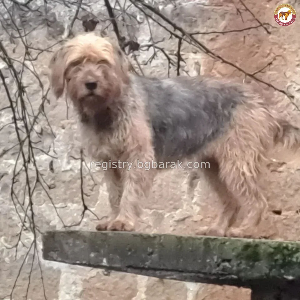 Видра от Кан ел Кот