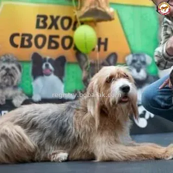 Пирия от Кан ел Кот