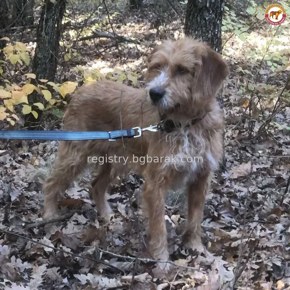 Роналдо от Банков Дог Хънтър
